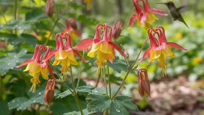 Eastern Columbine