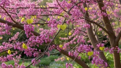 Eastern Redbud