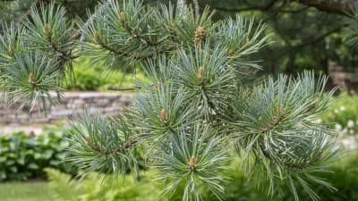 Eastern White Pine