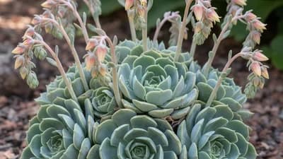 Echeveria