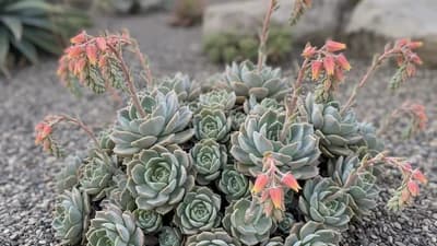 Echeveria