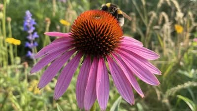 Echinacea