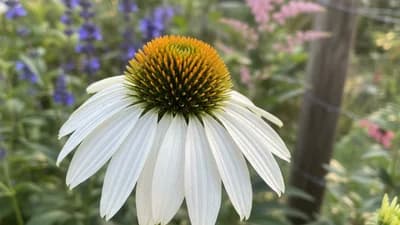 White Echinacea