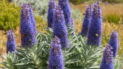 Echium