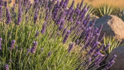 English Lavender (Drought-Tolerant Varieties)