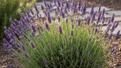 English Lavender (Hardy Varieties)