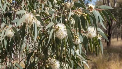 Eucalyptus