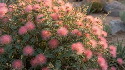 Fairy Duster