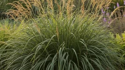 Fakahatchee Grass