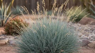 Festuca Azul