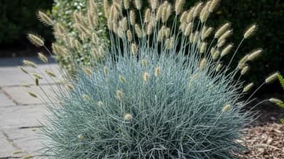 Festuca glauca
