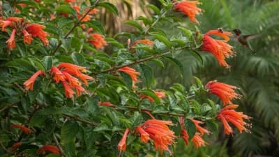 Firebush