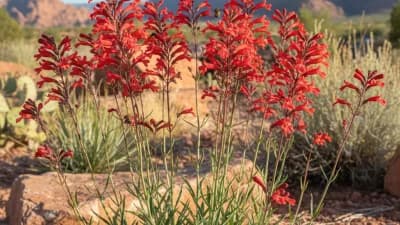 Firecracker Penstemon