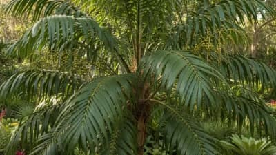 Fishtail Palm