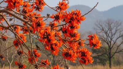 Flame of the Forest