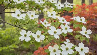 Flowering Dogwood