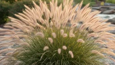 Fountain Grass