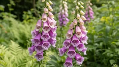 Foxglove