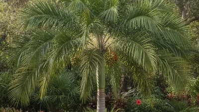 Foxtail Palm