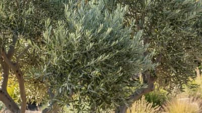 Fruitless Olive Tree