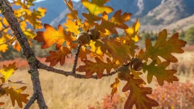 Gambel Oak