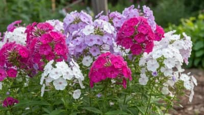Garden Phlox