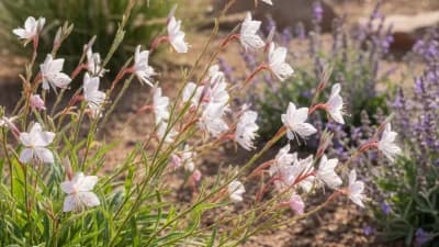 Gaura