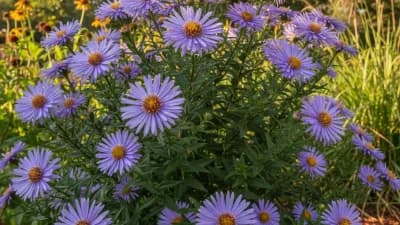 Georgia Aster