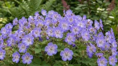 Geranium (Hardy)