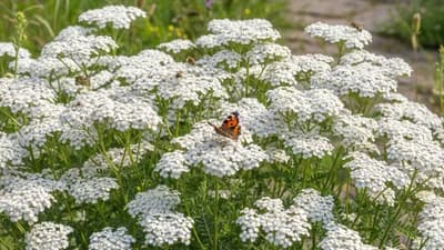 Gewöhnliche Schafgarbe