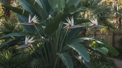 Giant Bird of Paradise