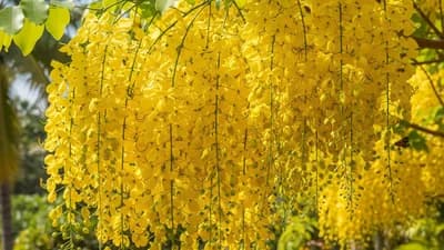 Golden Shower Tree
