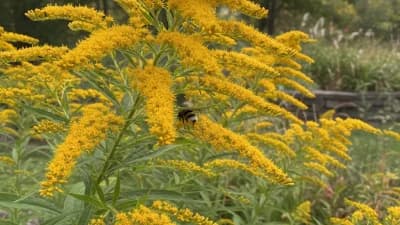 Goldenrod