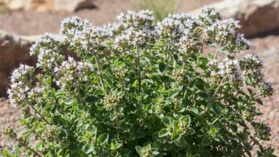 Greek Oregano