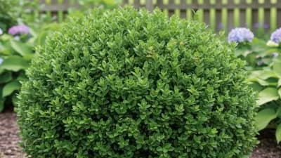 Green Velvet Boxwood