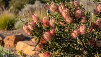 Grevillea (Native)