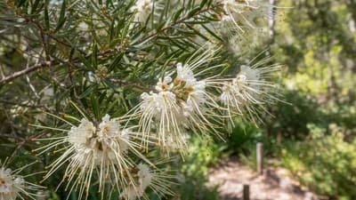 Grevillea Moonlight