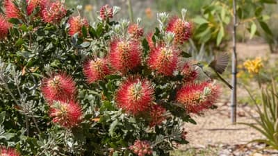 Grevillea