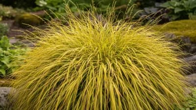 Japanisches Berggras