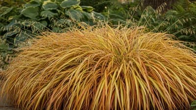 Japanese Forest Grass