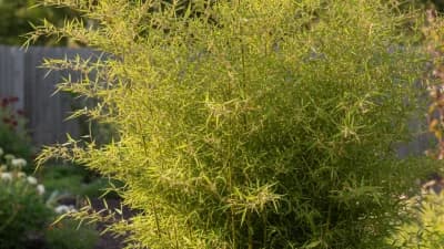 Hardy Bamboo