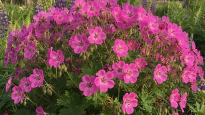 Hardy Geranium