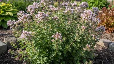 Hardy Oregano