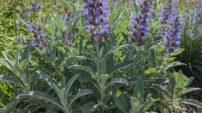 Hardy Sage