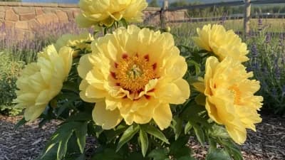 Hardy Shrub Peony