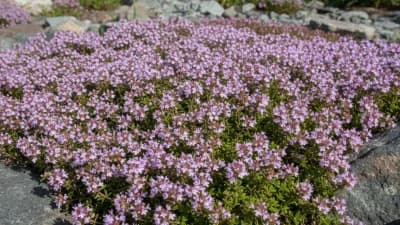 Hardy Thyme