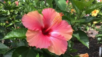 Hawaiian Hibiscus