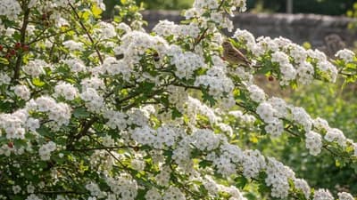 Hawthorn