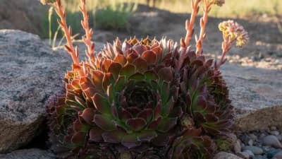 Hens and Chicks