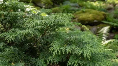 Hinoki Cypress